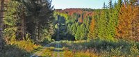 Blick über den Grenzweg im Herbst