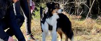 Hund schaut interessiert 