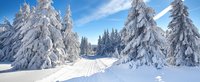 Stark zugeschneite Landschaft mit Schnee bedeckten Nadelbäumen bei klarem Himmel