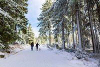 Zwei Personen mit Hund wandern durch einen mit Schnee bedeckten Wald