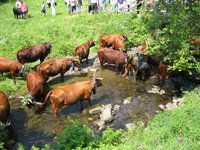 Kühe stehen im Bach