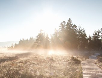 Steg im Torfhausmoor bei Sonnenaufgang 