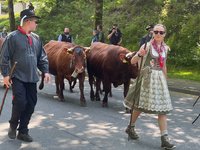 Viehaustrieb durch Wildemann 